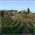 wineyards